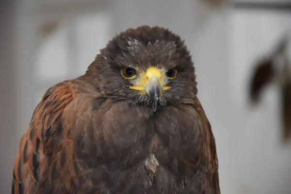 Selective Focus Shot All Brown Hawk — Stock Photo, Image