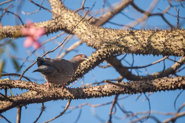 在清澈明亮的蓝天下 一只可爱的鸽子栖息在荆棘树枝上 美丽的照片映入眼帘 — 图库照片