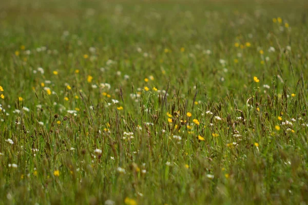 Eine Selektive Fokusaufnahme Von Grünem Gras Und Kleinen Blumen — Stockfoto