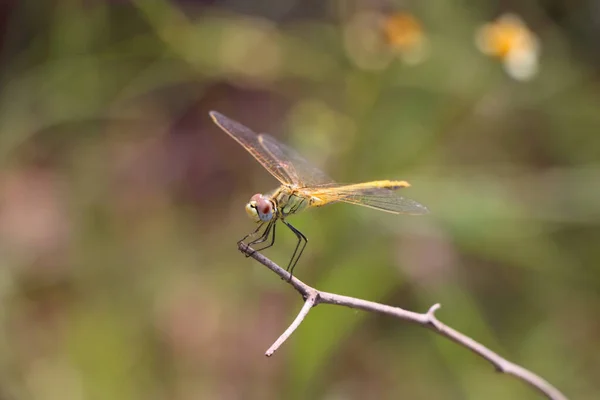 Beautiful Macro Shot Small Dragonfly Tree Branch Blurred Background — ストック写真