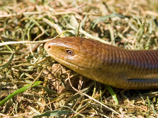 Closeup Sheltopusik European Limbless Lizard Grou — Stock Fotó