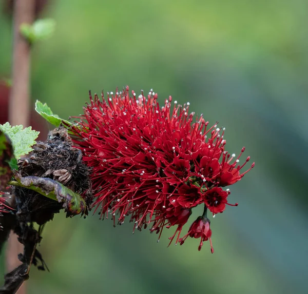 Beautiful Shot Red Flower Forest Blurred Background — Φωτογραφία Αρχείου