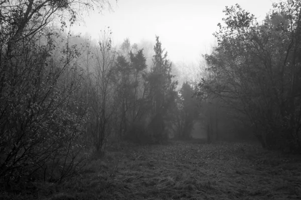 Сірий Знімок Лісу Вкритого Голими Деревами Туманом Восени — стокове фото