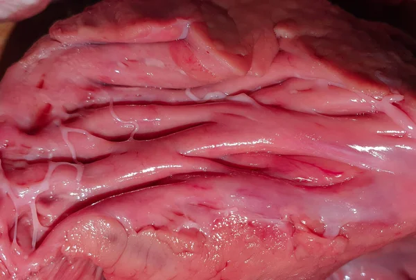 豚の胃の閉鎖ショット — ストック写真
