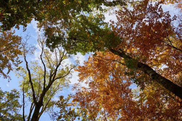Een Prachtig Shot Van Herfstbladeren — Stockfoto