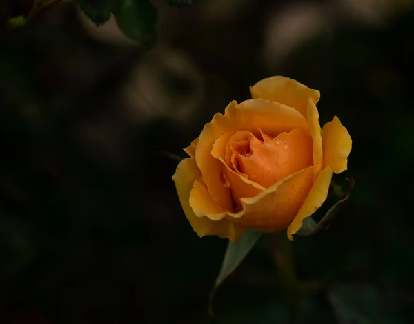 Gros Plan Une Rose Orange Dans Jardin Pendant Journée — Photo