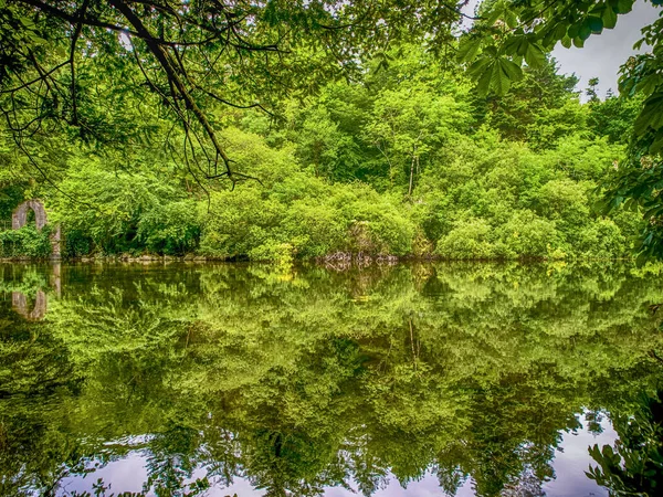 Ein Schöner Blick Auf Grünes Üppiges Laub Das Sich Auf — Stockfoto