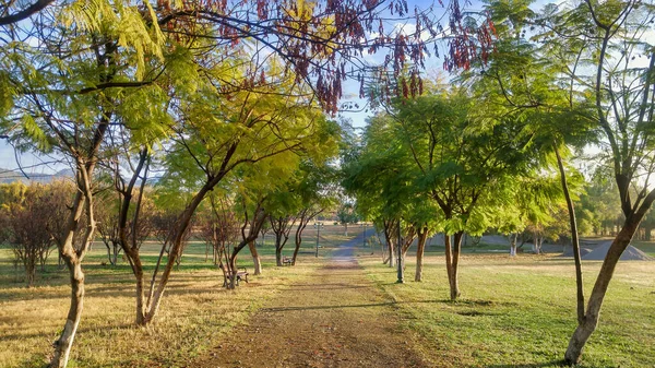 Uma Vista Natural Estrada Rural Com Árvores Outonais Ambos Lados — Fotografia de Stock