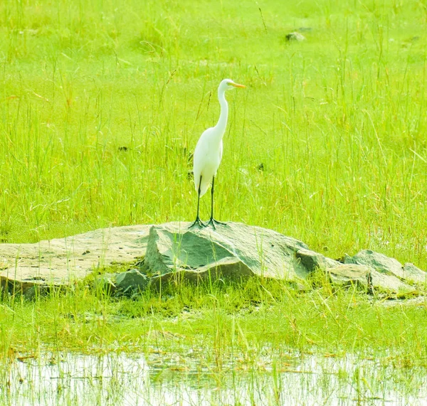 White Heron Rock Field Small Pond — Stock Photo, Image