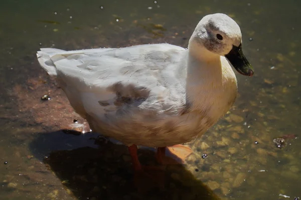 Een Closeup Van Een Witte Pluizige Vogel Staand Het Meer — Stockfoto