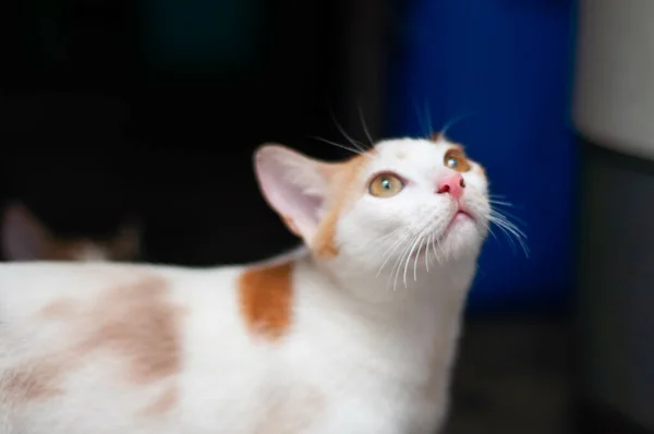 Closeup Cute Fluffy Cat — Zdjęcie stockowe