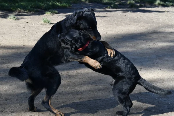 Charming Tenderness between a standing Black labrador dog and a standing beauceron dog breed who are hugging each other.