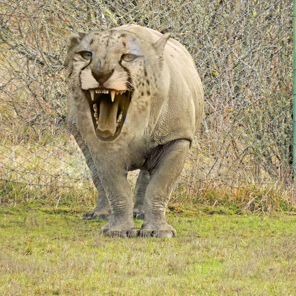 Closeup Shot Animal Lion Head Elephant Body — ストック写真