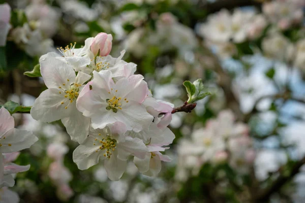 Selektywny Strzał Ostrości Jabłoni Kwiaty Wiosną — Zdjęcie stockowe