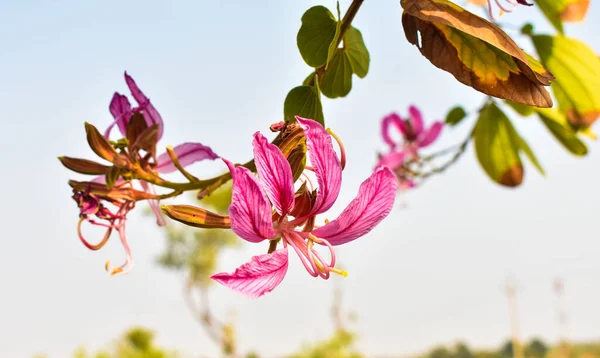 Closeup Shot Pink Bauhinia Flowers Blue Sky Background — стоковое фото