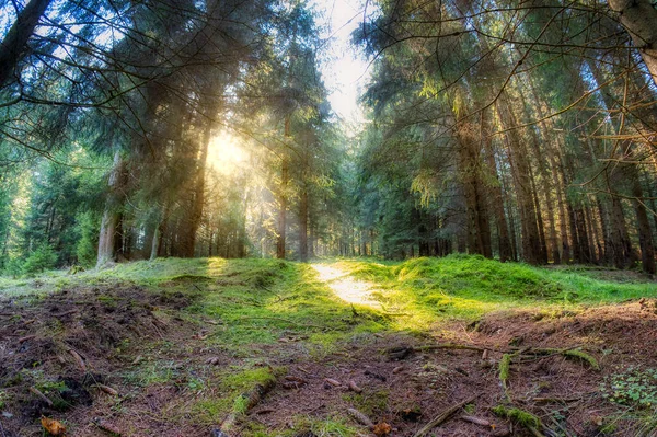 Uma Vista Fundo Para Floresta Rodeada Árvores Longas Ótimo Para — Fotografia de Stock