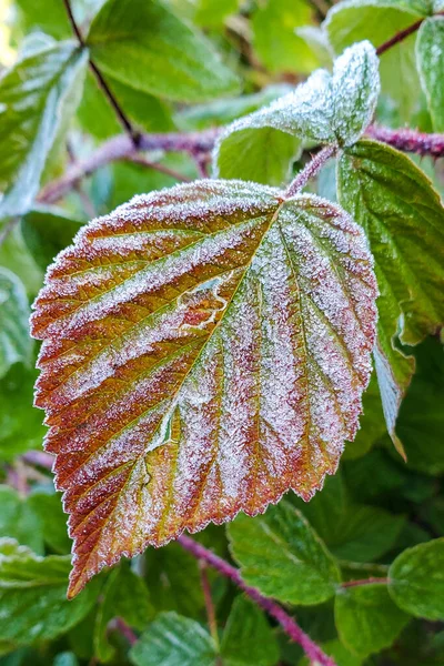 Red Green Autumn Leaf Deciduous Shrub Big Cottonwood — Foto Stock