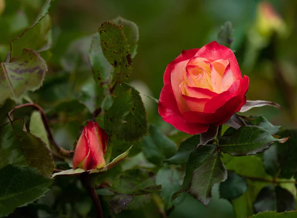 Крупный План Булавочной Розы Саду Течение Дня — стоковое фото