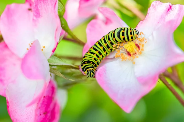 Hernyó Egy Régi Világ Fecskefarkú Papilio Machaon Egy Rózsaszín Rózsa — Stock Fotó