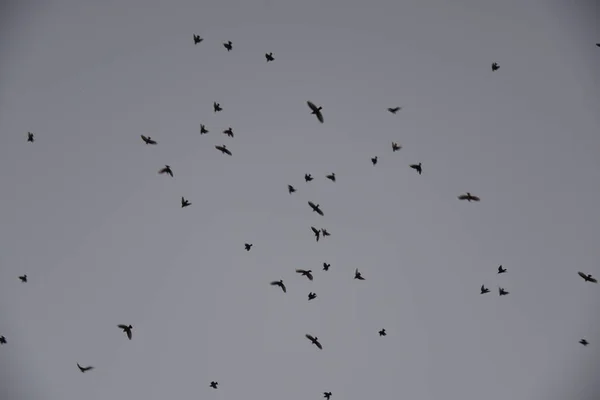 空気中の鳥の群れ — ストック写真