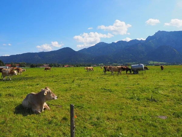 Kühe Auf Einer Weide Bei Schwangau Vor Bergkulisse Einem Sonnigen — Stockfoto