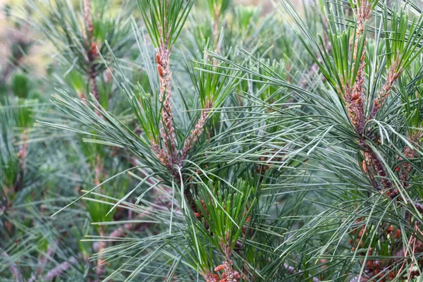 Closeup Shot Pine Tree Branches Stock Image
