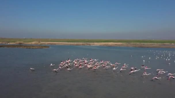 Repülő Flamingo Felett — Stock videók