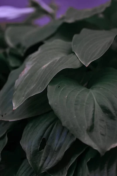 Vertical Shot Spiderwort Leaves Garden Blurry Background — Stok Foto