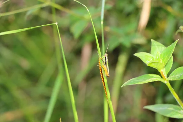 Macro Shot Small Grasshopper Green Leaf Branch Blurred Background — Stock Photo, Image