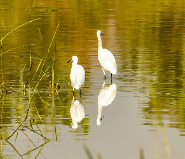 Deux Aigrettes Blanches Dans Lac Avec Réflexion — Photo