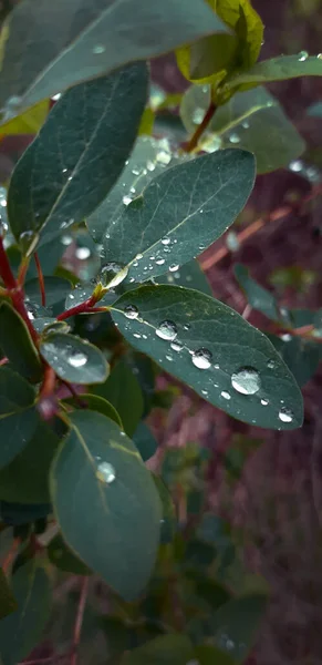 Vertical Macro Shot Beautiful Water Drops Green Leaves Garden — Stock Fotó