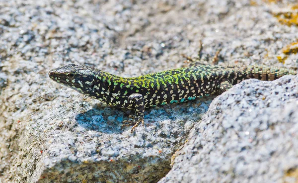 Closeup Common Wall Lizard Crawling Rocks —  Fotos de Stock