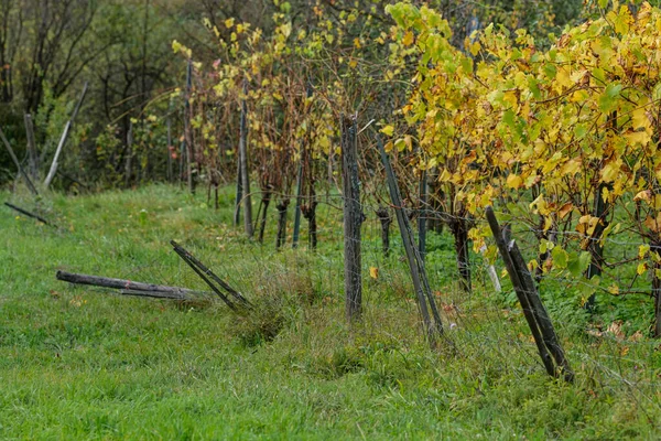 Old Weathered Wooden Fence Grassy Field Vineyard — Stock Photo, Image
