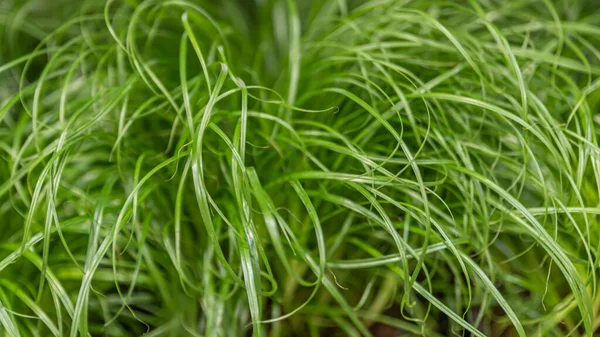 Closeup Shot Catnip Cyperus Alternifolius Zumula Plant Purgative Cats — Stock Photo, Image