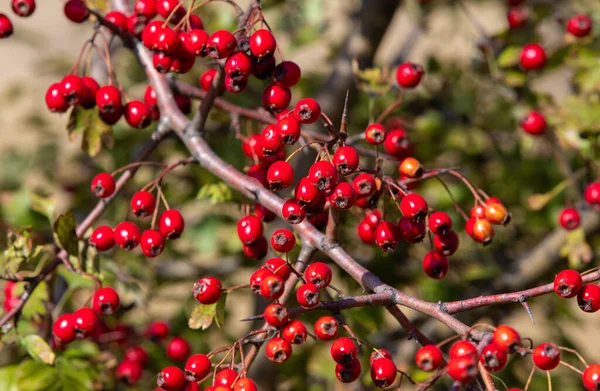 Ramo Com Frutas Monogyna Crataegus — Fotografia de Stock