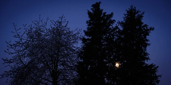 Panoramic Shot Moon Shining Trough Trees Dark — Stock Photo, Image