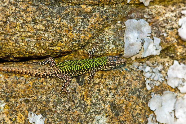 Top View Podarcis Muralis Lizard Rock Surface — Stockfoto