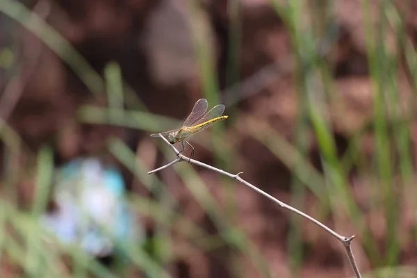 Macro Shot Small Dragonfly Tree Branch Blurry Background — Fotografia de Stock