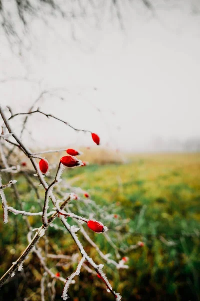 Closeup Red Flowers Tiny Ice Them Field Blurred Background — Stock Photo, Image