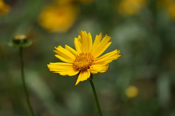 Zbliżenie Strzał Żółtego Kwiatu Ogrodzie Rozmytym Tle — Zdjęcie stockowe