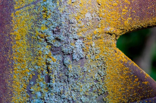 Груба Металева Поверхня Покрита Лишайником — стокове фото