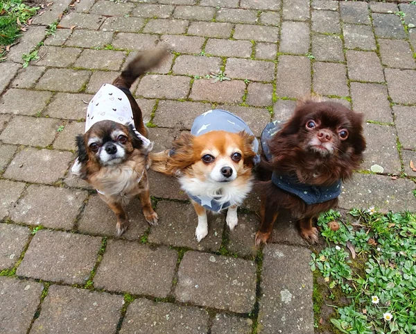 Close Shot Three Little Cute Dogs Looking Camera Funny Way — Stockfoto