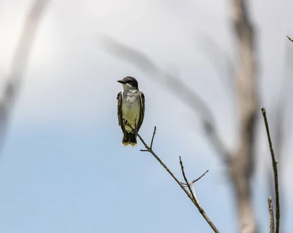 Невеликий Птах Сидить Дереві Ernest Oros Wildlife Preserve Avenel New — стокове фото