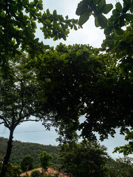 Tiro Ângulo Baixo Galhos Árvore Com Folhas Verdes — Fotografia de Stock