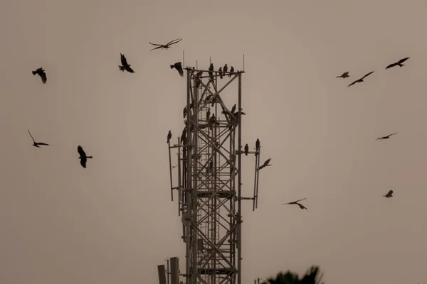 鸟群在传输塔周围飞舞的美丽景象 — 图库照片