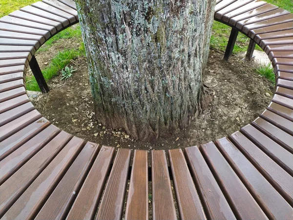 Banco Madeira Torno Grande Árvore Velha Parque — Fotografia de Stock