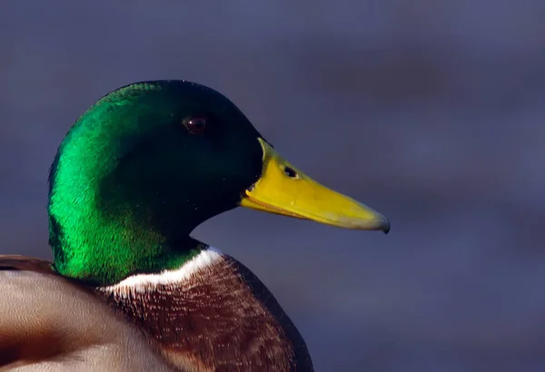 Portrait Canard Colvert — Photo