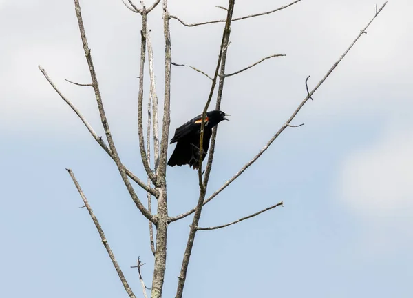 Liten Fågel Placerad Ett Träd Vid Ernest Oros Wildlife Preserve — Stockfoto