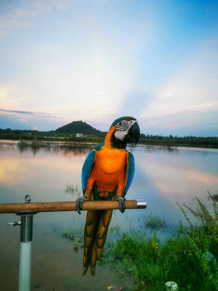 Vertical Closeup Shot Scarlet Macaw Lake Sky Hill Background — Zdjęcie stockowe