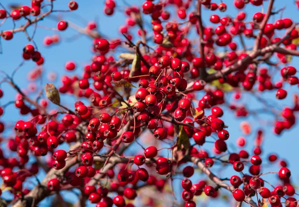 Egy Crataegus Monogyna Gyümölcsökkel — Stock Fotó